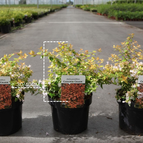 Abelia 'Caramel charm'