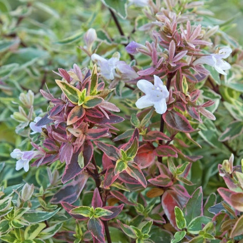 Abélia Grandiflora 'sparkling silver'