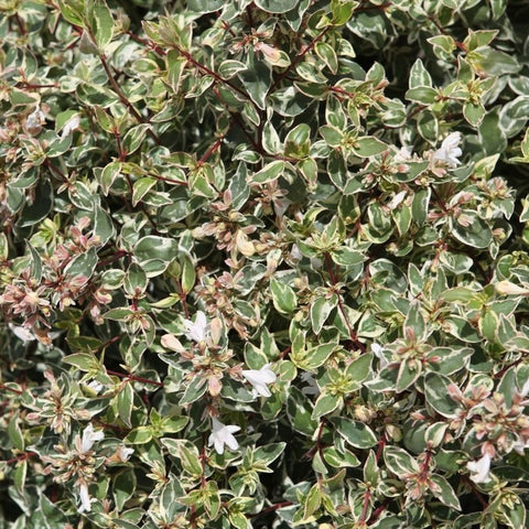 Abélia Grandiflora 'sparkling silver'