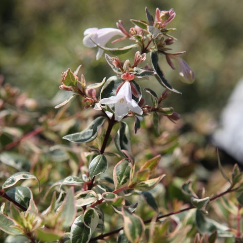 Abélia Grandiflora 'sparkling silver'
