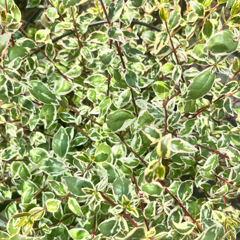 Abélia Grandiflora 'sparkling silver'
