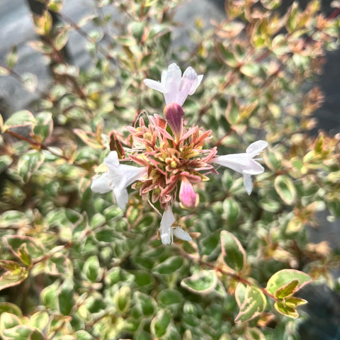 Abélia Grandiflora 'sparkling silver'