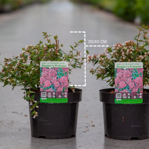 Abélia 'Raspberry profusion'