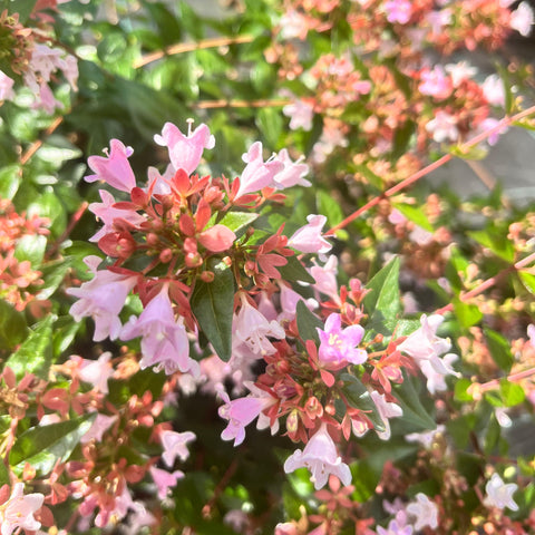 Abélia 'Raspberry profusion'