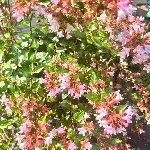 Abélia 'Raspberry profusion'