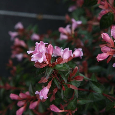 Abelia 'Edward Goucher'