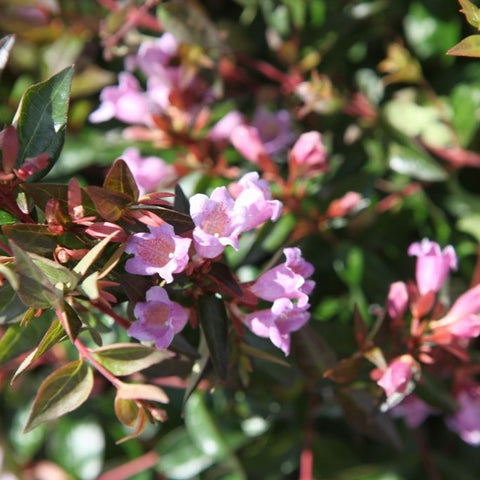 Abelia 'Edward Goucher'