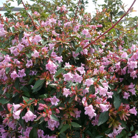 Abelia 'Edward Goucher'