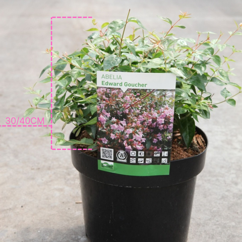 Abelia 'Edward Goucher'