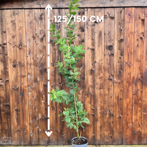 Mimosa - Acacia 'Gaulois Astier'