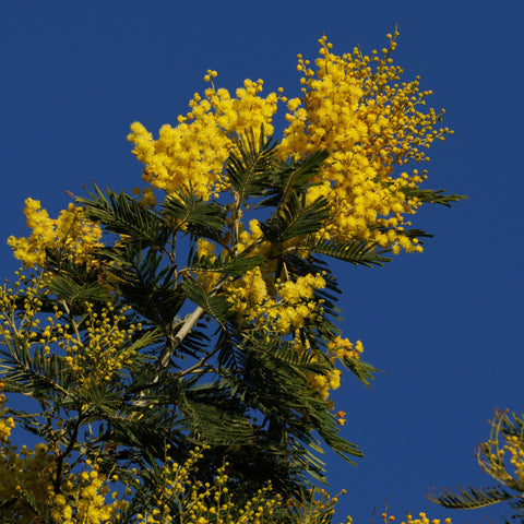Mimosa - Acacia 'Gaulois Astier'