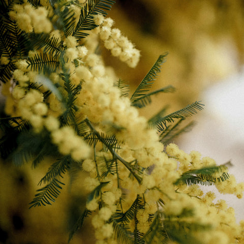 Mimosa - Acacia 'Gaulois Astier'
