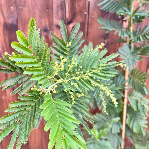 Mimosa - Acacia 'Gaulois Astier'