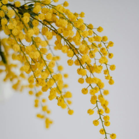 Mimosa - Acacia 'Gaulois Astier'