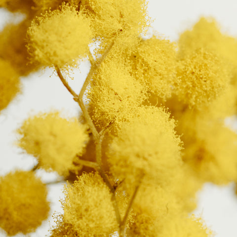 Mimosa - Acacia 'Gaulois Astier'