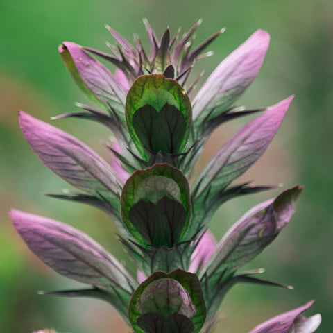 Acanthus mollis - Acanthe