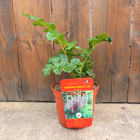 Acanthus mollis - Acanthe