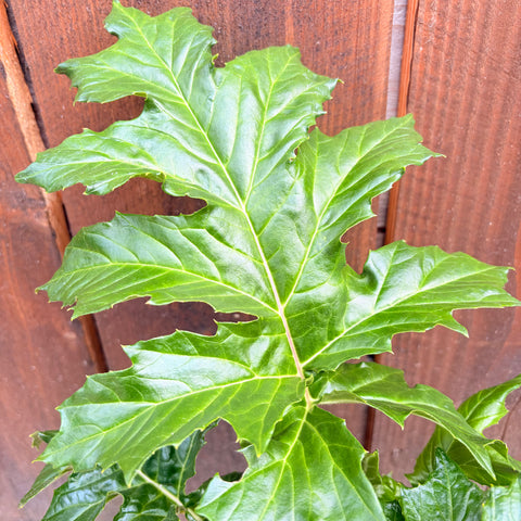 Acanthus mollis - Acanthe