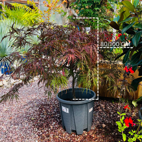 Erable du Japon 'Dissectum Garnet'