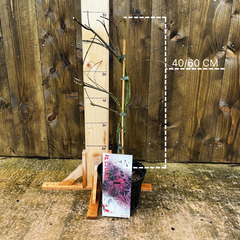 Erable du Japon 'Dissectum Garnet'