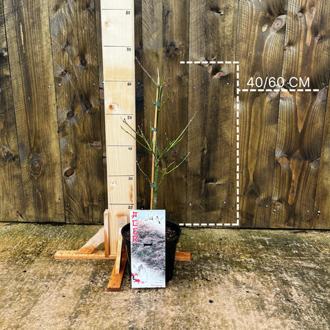 Erable du Japon 'Dissectum Ornatum'