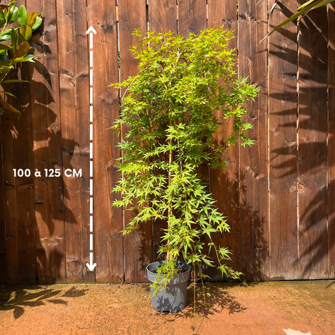 Erable du Japon 'Ryusen' - Acer palmatum