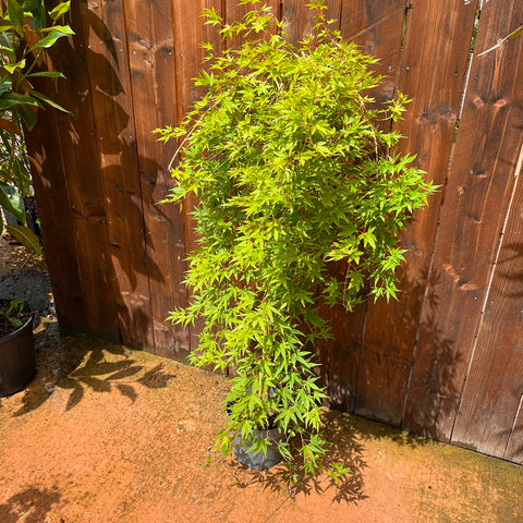 Erable du Japon 'Ryusen' - Acer palmatum