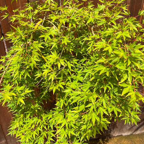 Erable du Japon 'Ryusen' - Acer palmatum
