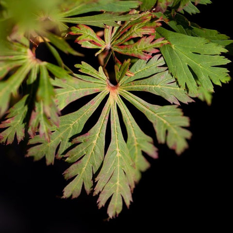 Acer japonicum 'Aconitifolium' - Érable du Japon à feuilles d'aconit