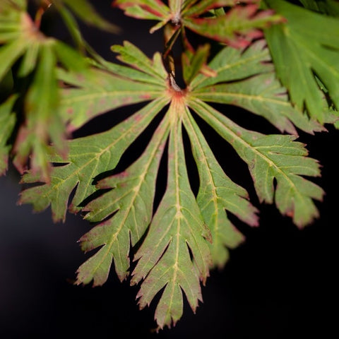 Acer japonicum 'Aconitifolium' - Érable du Japon à feuilles d'aconit