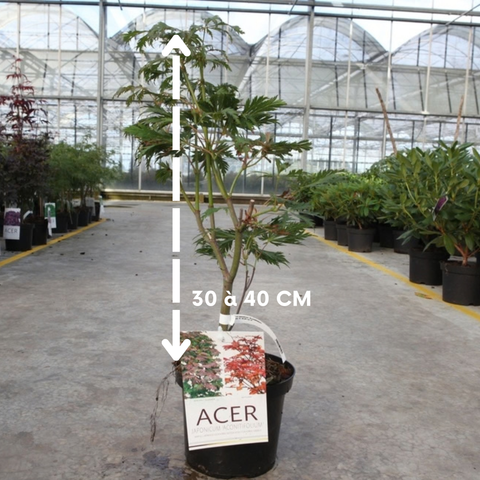 Acer japonicum 'Aconitifolium' - Érable du Japon à feuilles d'aconit