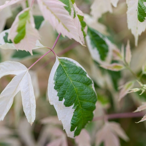 Acer negundo 'Flamingo' - Érable à feuilles de frêne