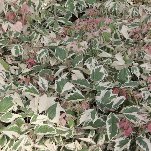 Acer negundo 'Flamingo' - Érable à feuilles de frêne