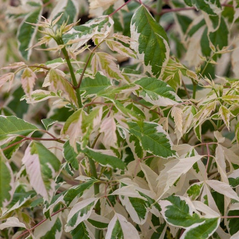 Acer negundo 'Flamingo' - Érable à feuilles de frêne