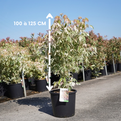 Acer negundo 'Flamingo' - Érable à feuilles de frêne