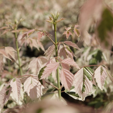 Acer negundo 'Flamingo' - Érable à feuilles de frêne