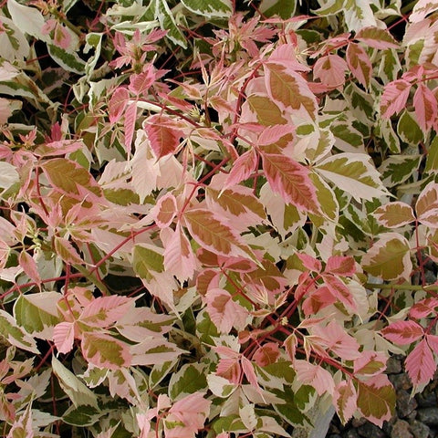 Acer negundo 'Flamingo' - Érable à feuilles de frêne