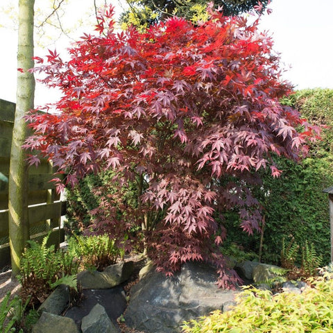 Erable du Japon 'Bloodgood'
