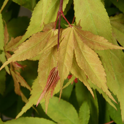 Erable du Japon 'Osakazuki'