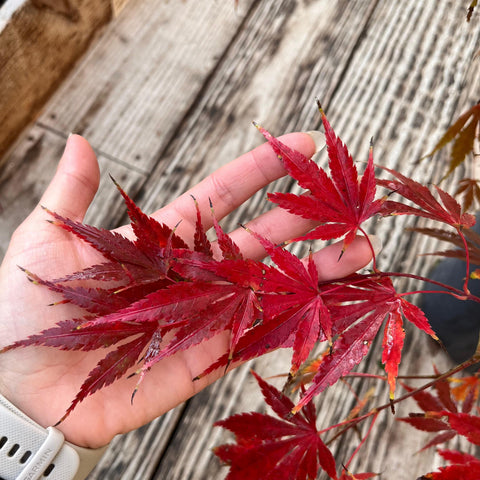 Erable du Japon 'Cascade emerald' - Acer palmatum pleureur sur tige