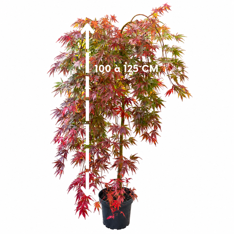 Erable du Japon 'Cascade emerald' - Acer palmatum pleureur sur tige