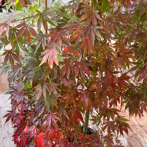 Erable du Japon 'Cascade emerald' - Acer palmatum pleureur sur tige