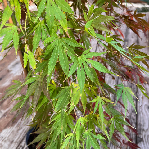 Erable du Japon 'Cascade emerald' - Acer palmatum pleureur sur tige