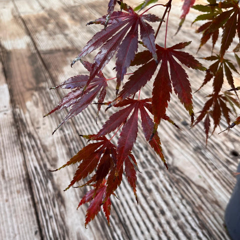 Erable du Japon 'Cascade emerald' - Acer palmatum pleureur sur tige