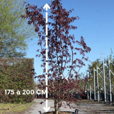 Acer palmatum 'Sumi-nagashi' - Érable du Japon pourpre