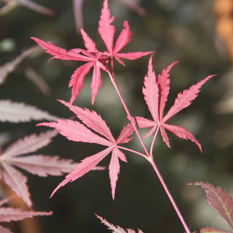 Acer palmatum 'Sumi-nagashi' - Érable du Japon pourpre