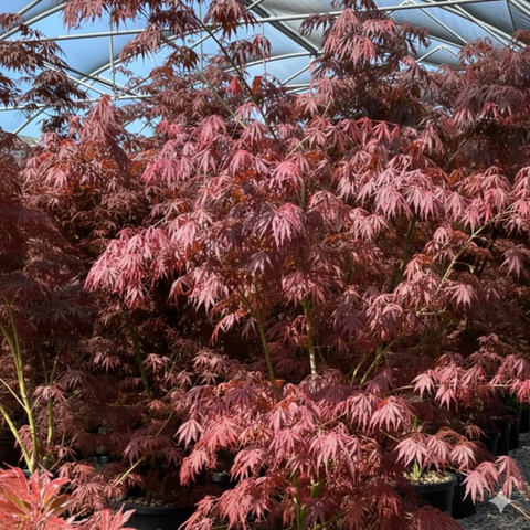 Acer palmatum 'Sumi-nagashi' - Érable du Japon pourpre