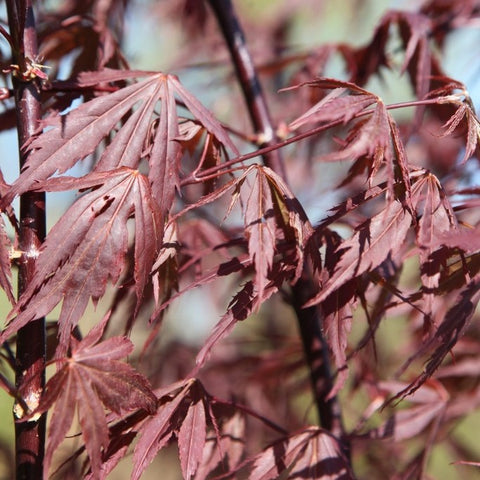 Acer palmatum 'Sumi-nagashi' - Érable du Japon pourpre