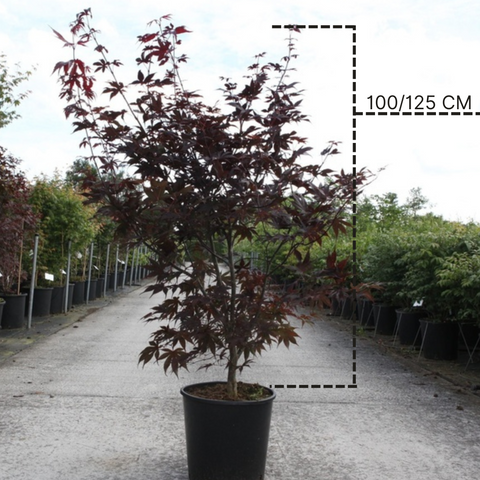 Erable du Japon 'Bloodgood'