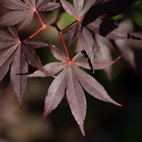 Erable du Japon 'Bloodgood'